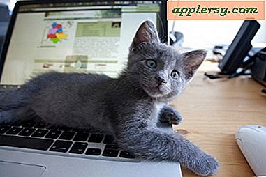 Katzen mit Macs!