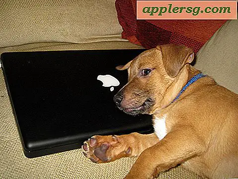 Hunde elsker også Mac'er